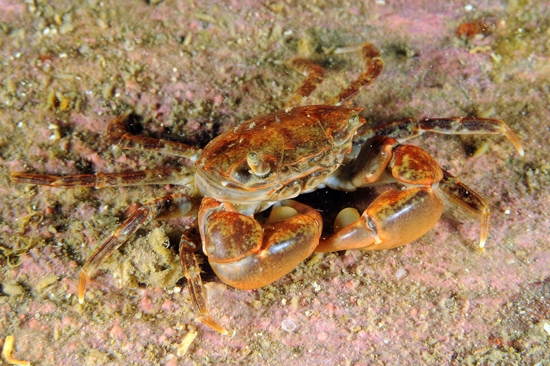 Granchio del Mar Piccolo da determinare